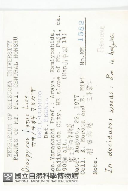 黑棗、君遷子藏品圖，第2張