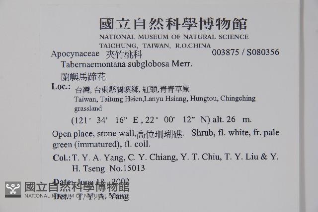 蘭嶼馬蹄花藏品圖，第5張