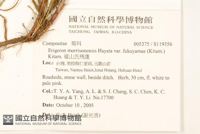 福山氏飛蓬藏品圖，第2張