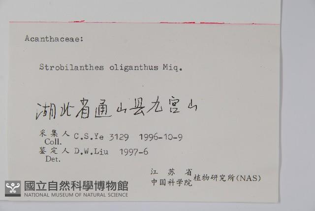 少花馬藍藏品圖，第2張