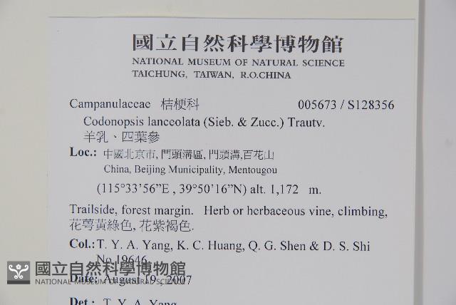 羊乳、四葉參藏品圖，第2張