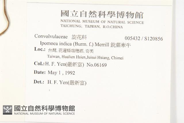 銳葉牽牛藏品圖，第2張