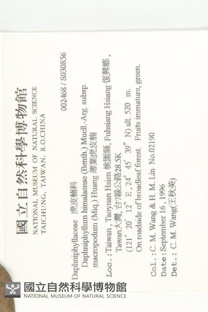 薄葉虎皮楠藏品圖，第2張