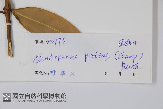 變葉樹參藏品圖，第2張