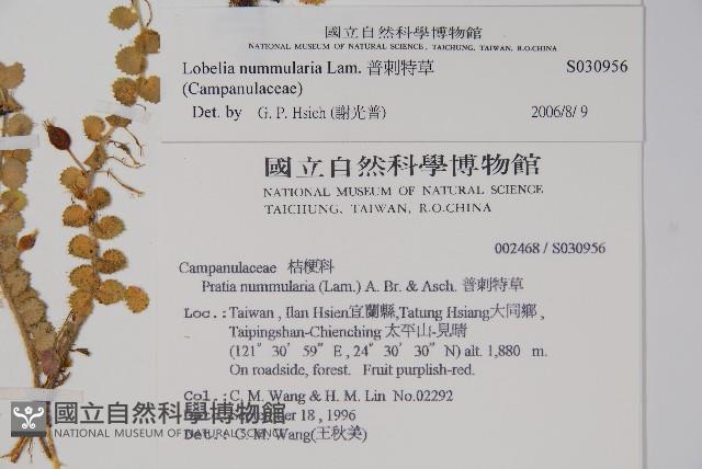 普刺特草藏品圖，第2張