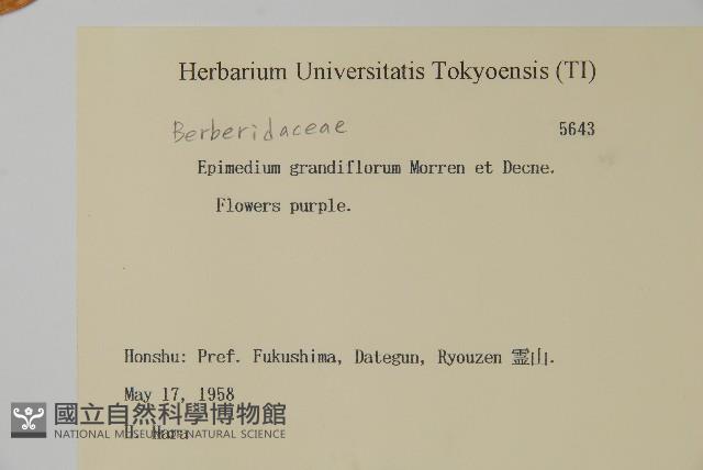 淫羊藿藏品圖，第2張