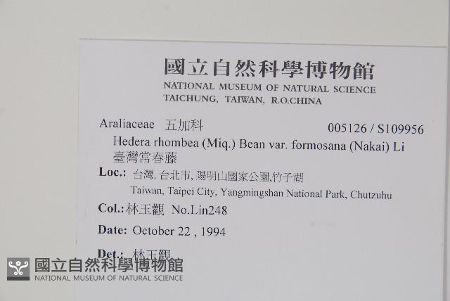 臺灣常春藤藏品圖，第2張