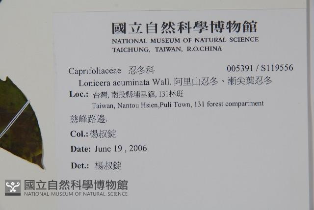 阿里山忍冬、漸尖葉忍冬藏品圖，第2張