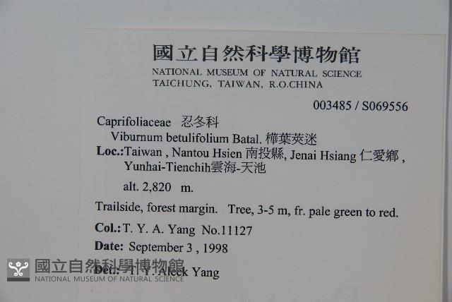 樺葉莢迷、玉山莢迷藏品圖，第2張