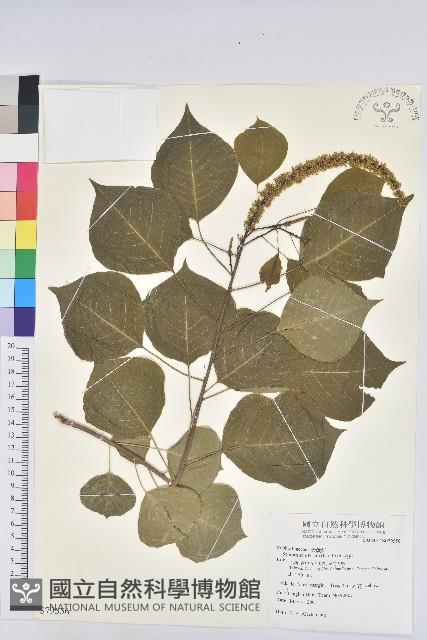 烏臼藏品圖，第1張