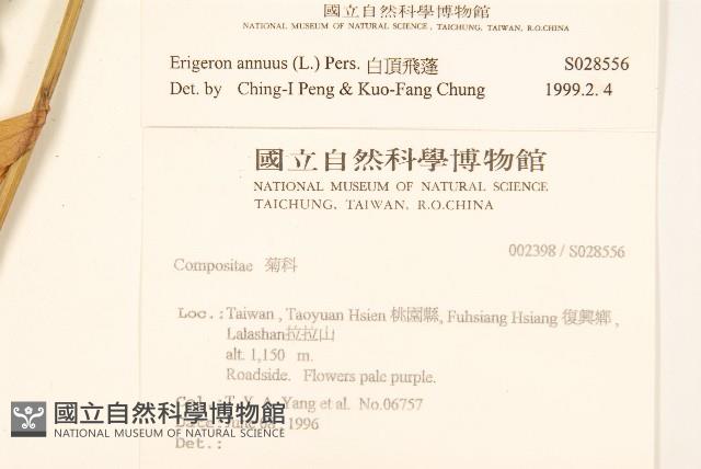 白頂飛蓬藏品圖，第2張