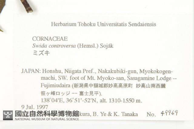 燈台樹藏品圖，第2張