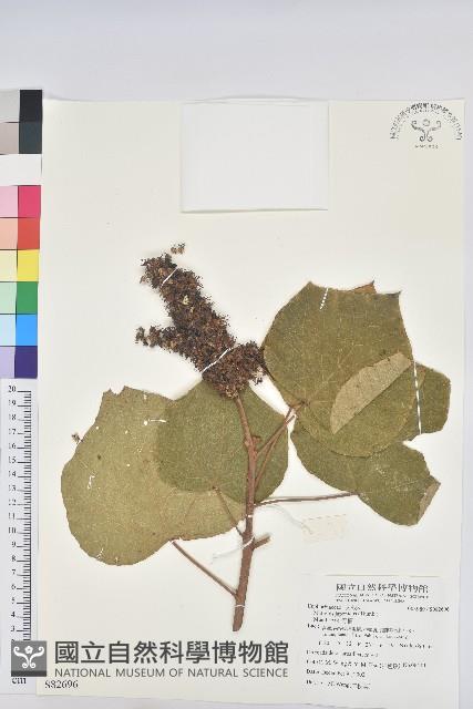 野桐藏品圖，第1張