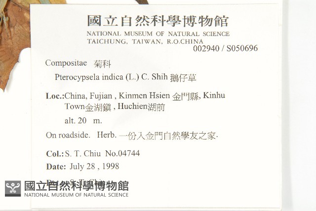 鵝仔草藏品圖，第2張