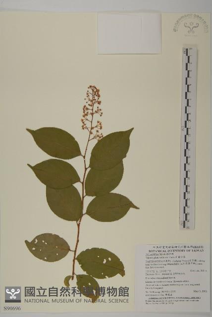 雷公藤藏品圖，第1張