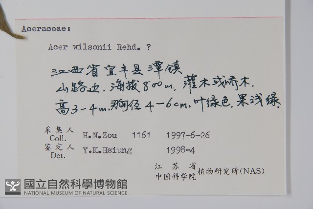 三峽槭藏品圖，第2張