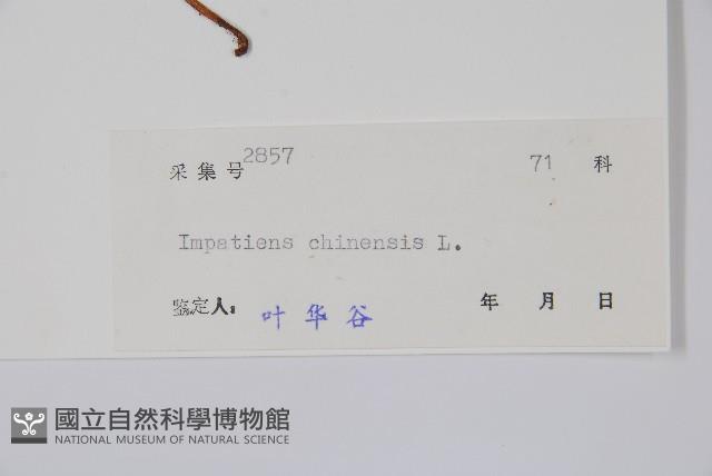 華鳳仙藏品圖，第2張