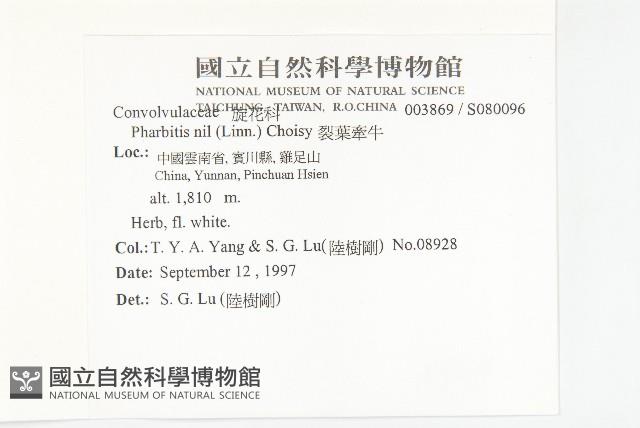 裂葉牽牛藏品圖，第2張