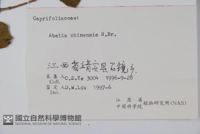 臺灣糯米條藏品圖，第2張