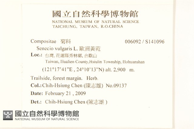 歐洲黃菀藏品圖，第2張