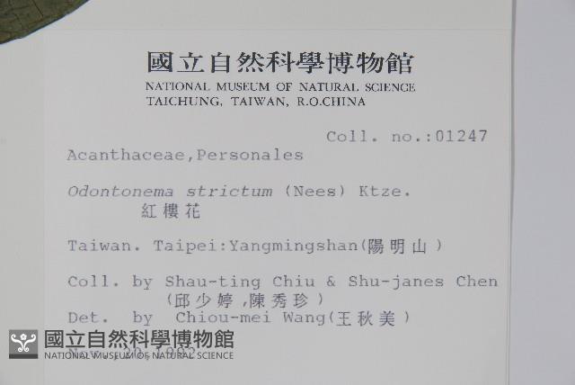 紅樓花藏品圖，第2張