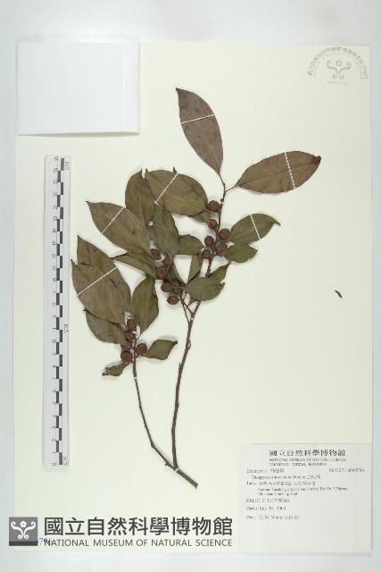 山紅柿藏品圖，第1張