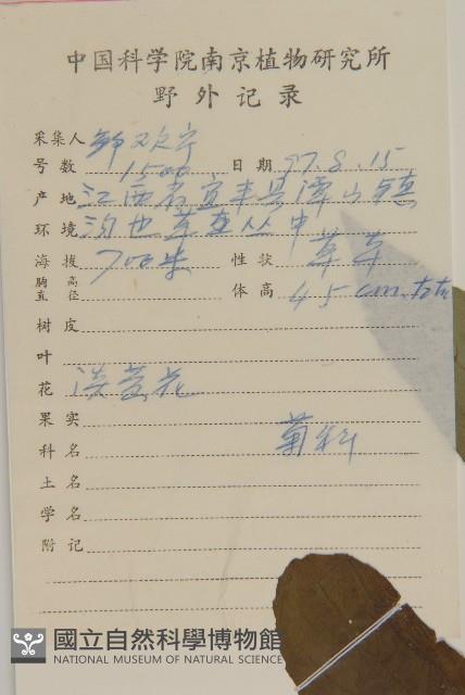 煙管草藏品圖，第2張