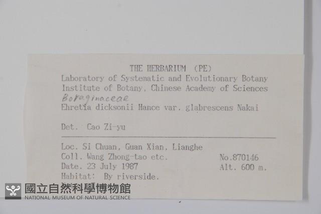 光葉粗糠樹藏品圖，第2張