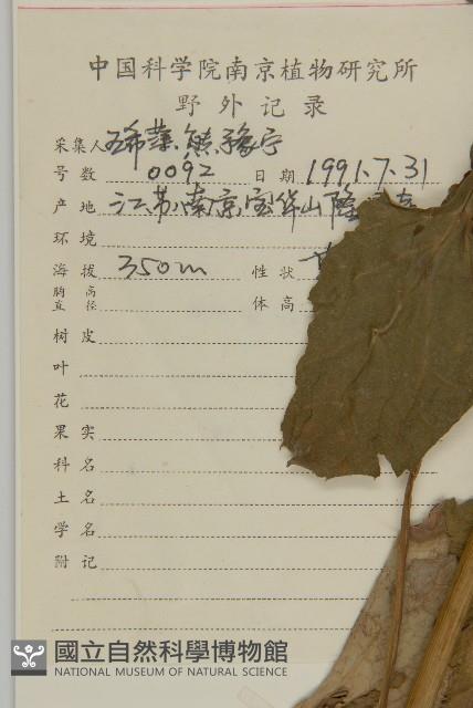 東鳳菜藏品圖，第2張