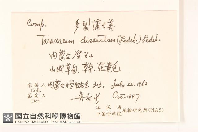 多裂蒲公英藏品圖，第2張