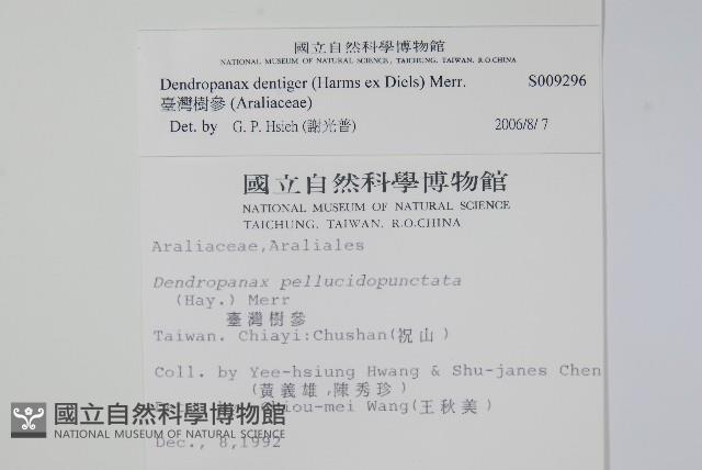 臺灣樹參藏品圖，第2張