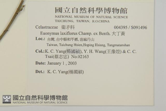 大丁黃藏品圖，第2張