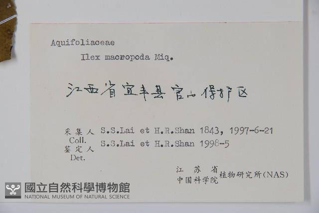 大柄冬青藏品圖，第2張