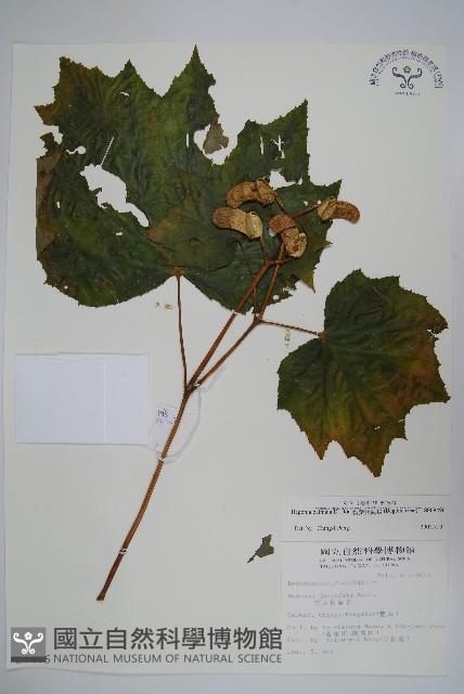 裂葉秋海棠藏品圖，第1張