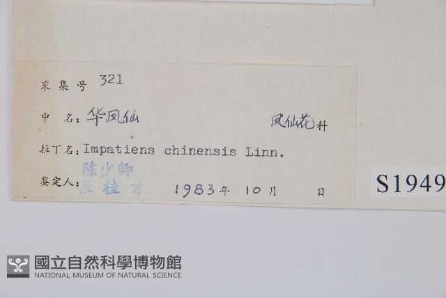 華鳳仙藏品圖，第2張