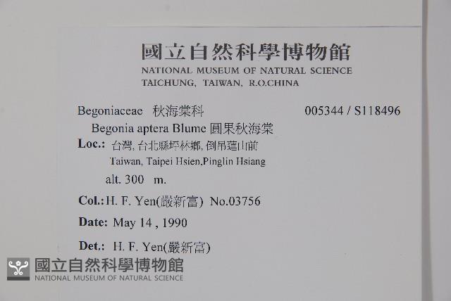 圓果秋海棠藏品圖，第2張