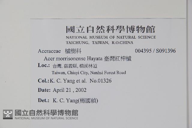 臺灣紅榨槭藏品圖，第2張