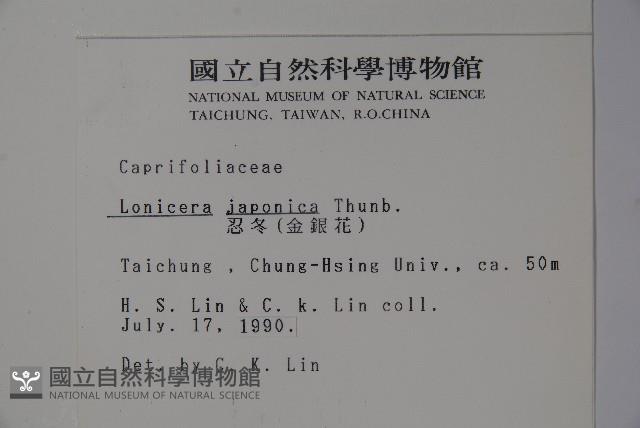 忍冬、金銀花藏品圖，第2張