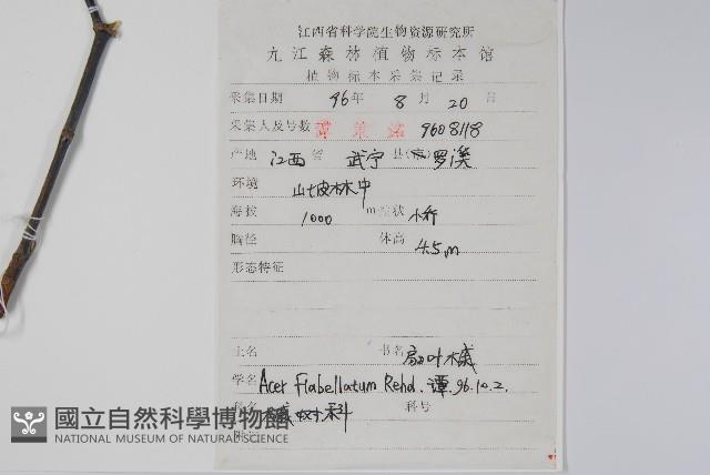 扇葉槭藏品圖，第2張