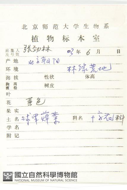 風花菜、球果山芥菜藏品圖，第2張