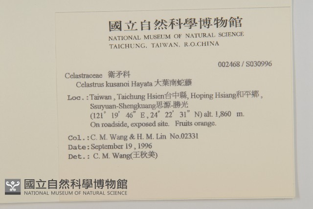 大葉南蛇藤藏品圖，第2張