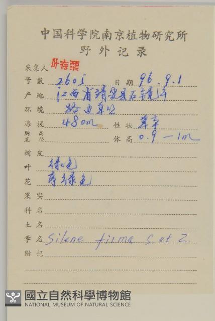 堅硬女婁菜藏品圖，第2張