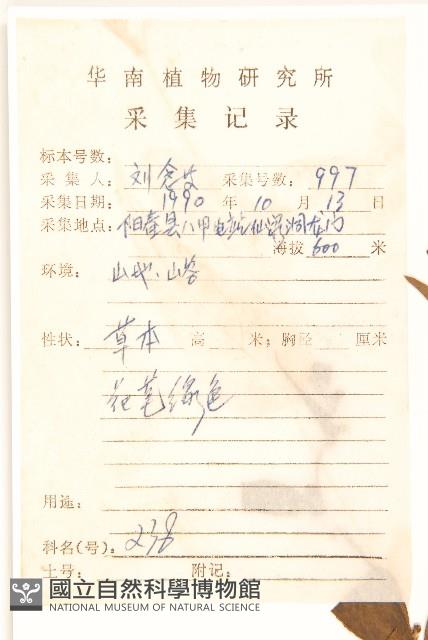 蔓黃菀藏品圖，第2張