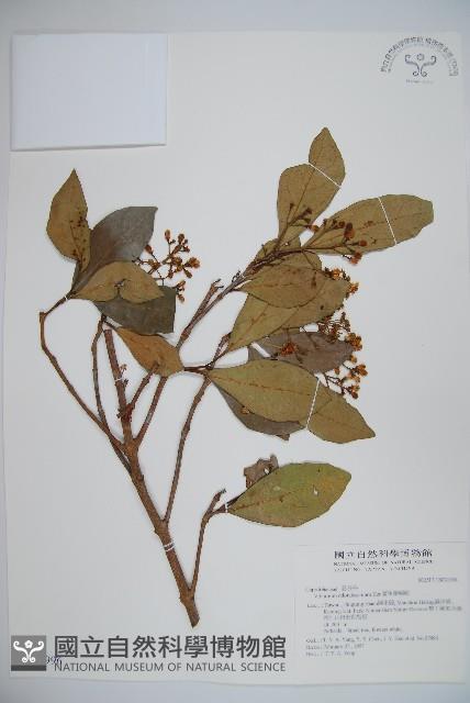 珊瑚樹藏品圖，第1張