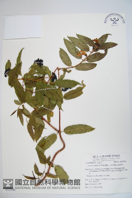 阿里山忍冬、漸尖葉忍冬藏品圖，第1張