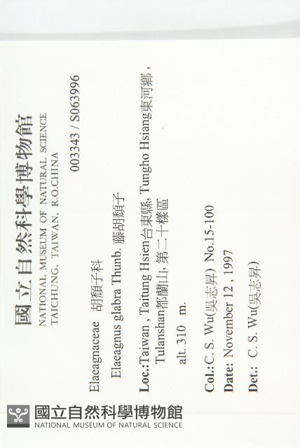 藤胡頹子藏品圖，第2張