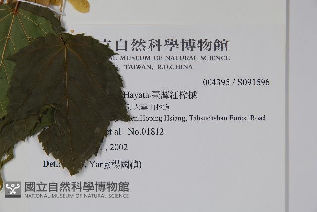 臺灣紅榨槭藏品圖，第2張