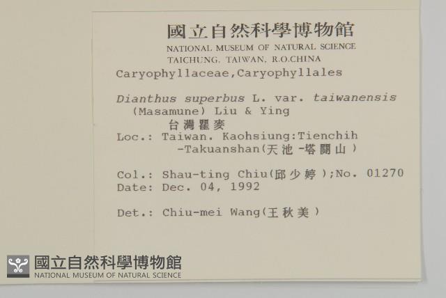 臺灣瞿麥藏品圖，第2張