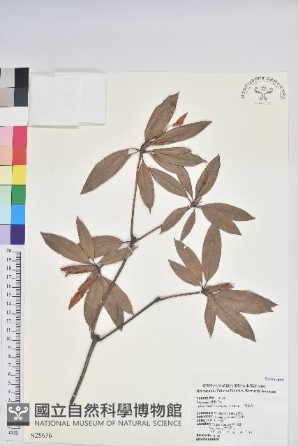 西施花、青紫木藏品圖，第1張