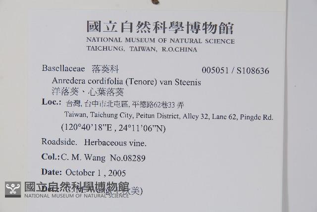 洋落葵、心葉落葵藏品圖，第2張